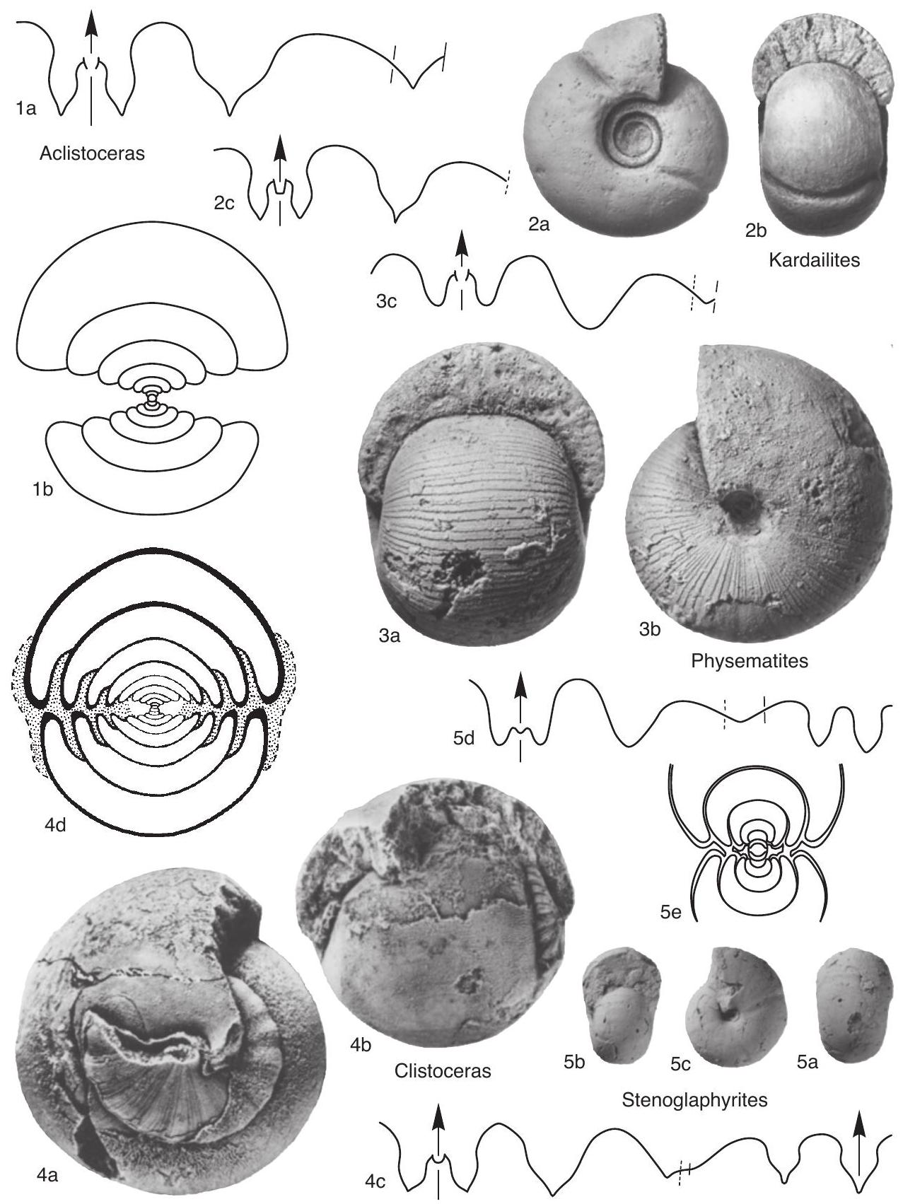 Fossil Image