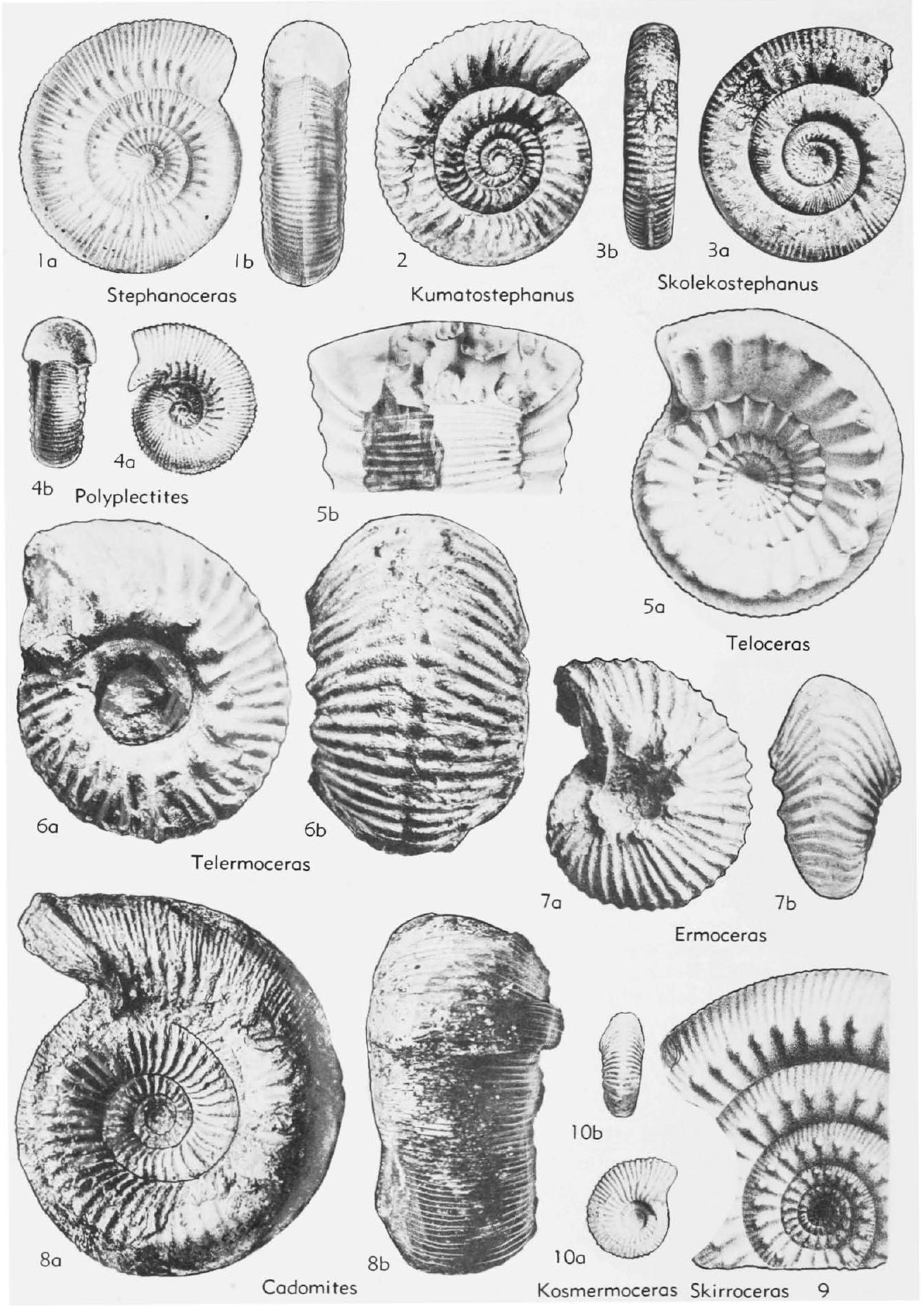 Fossil Image