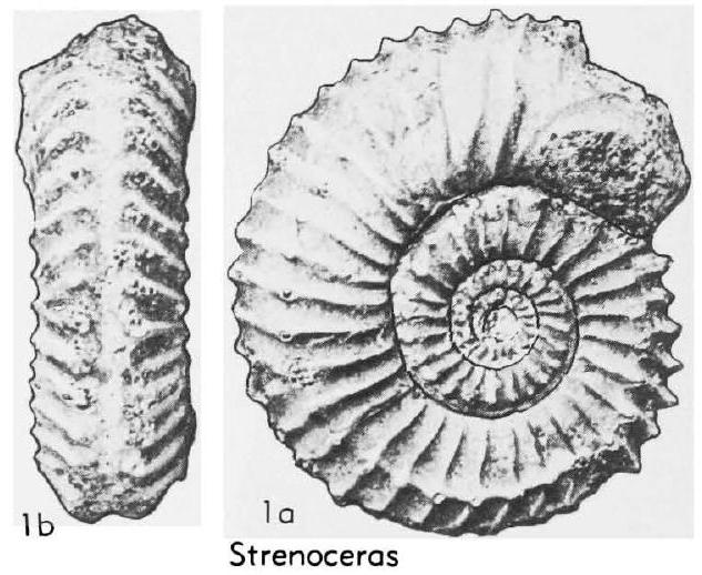 Fossil Image
