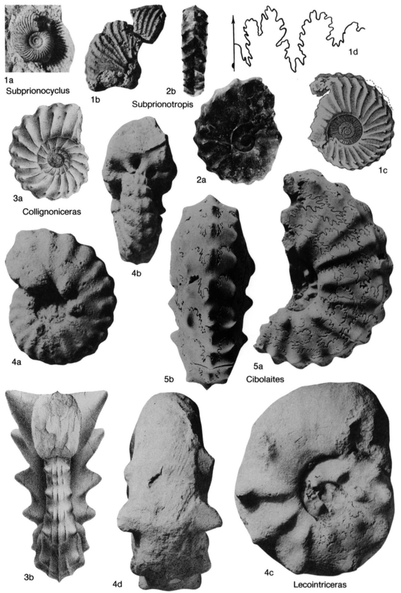 Fossil Image