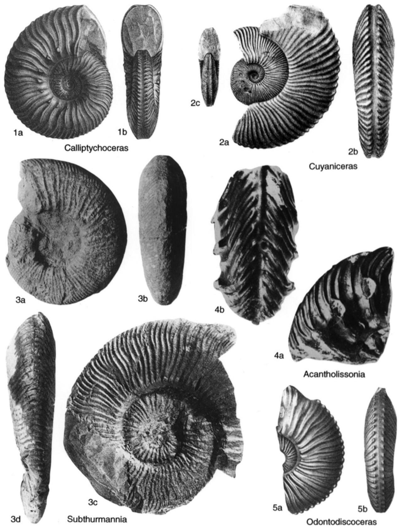 Fossil Image