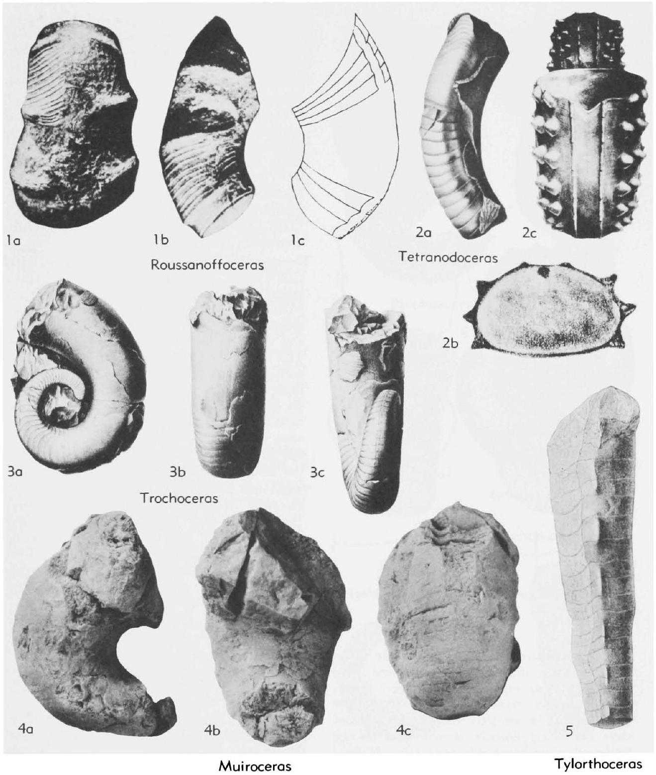 Fossil Information