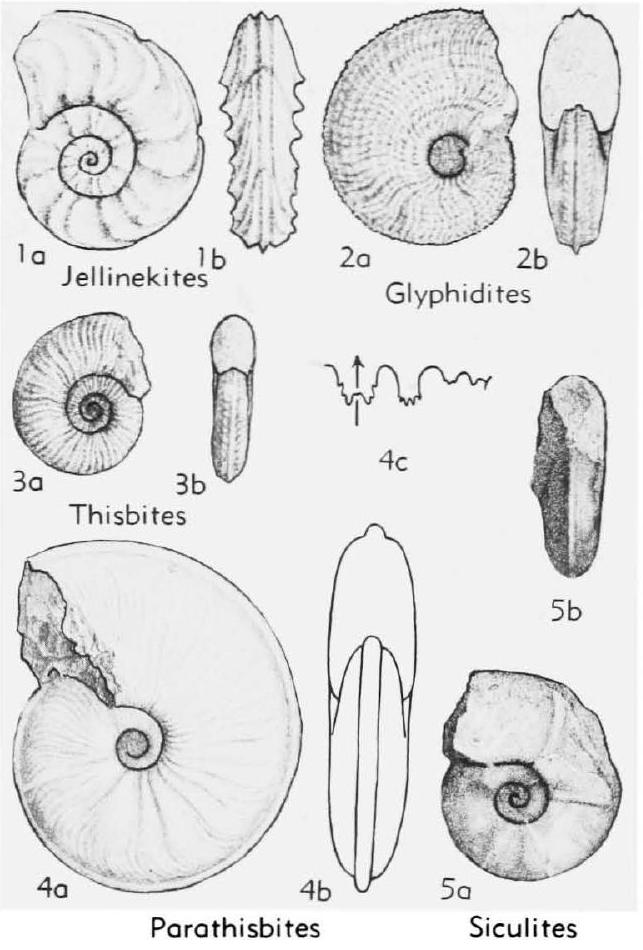 Fossil Image