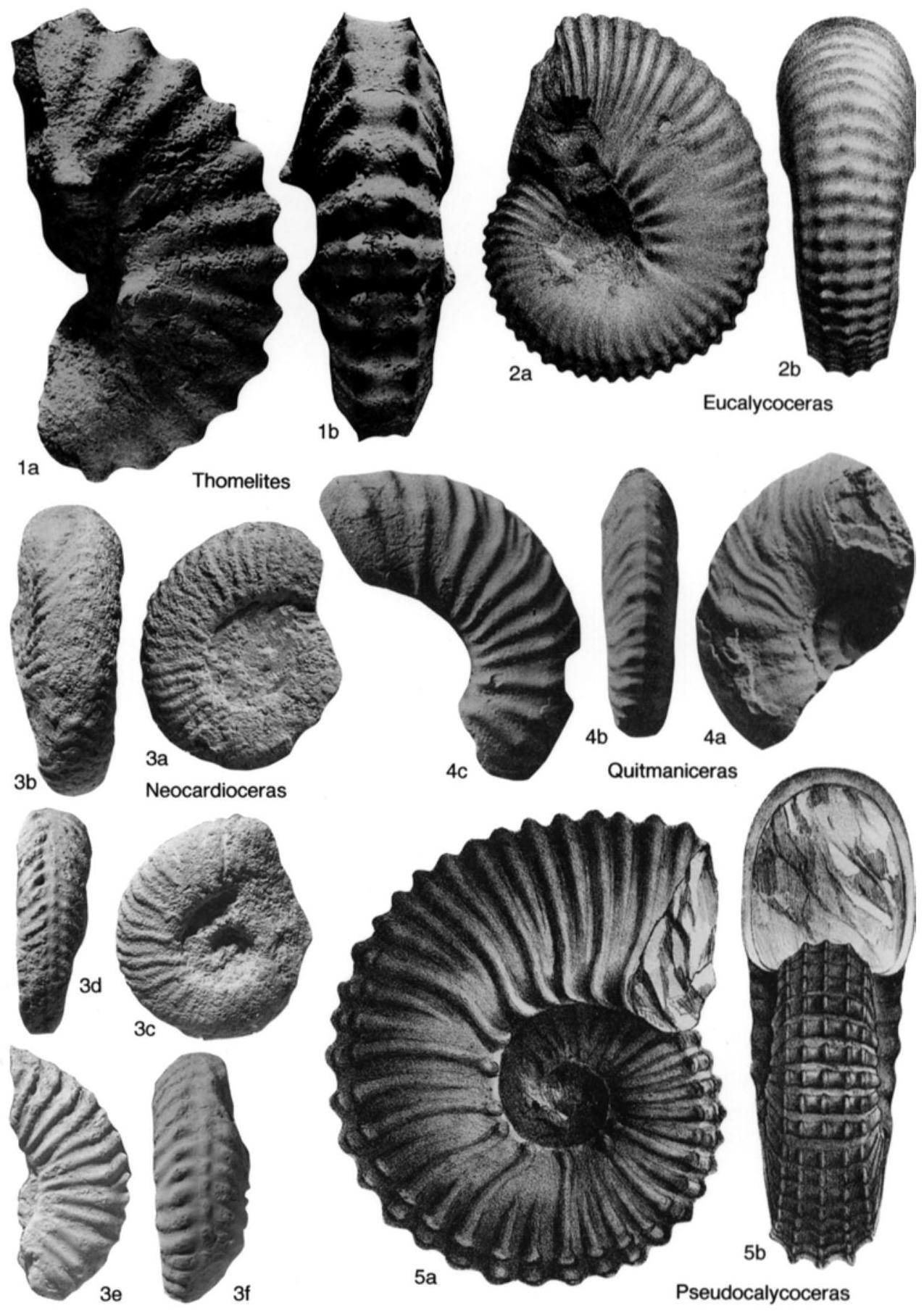 Fossil Image