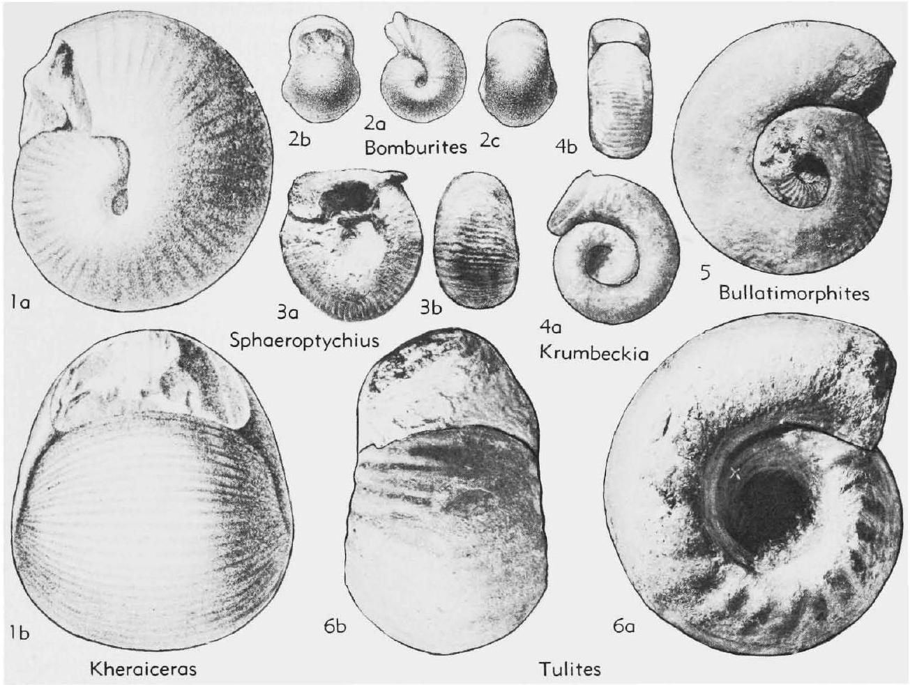 Fossil Image