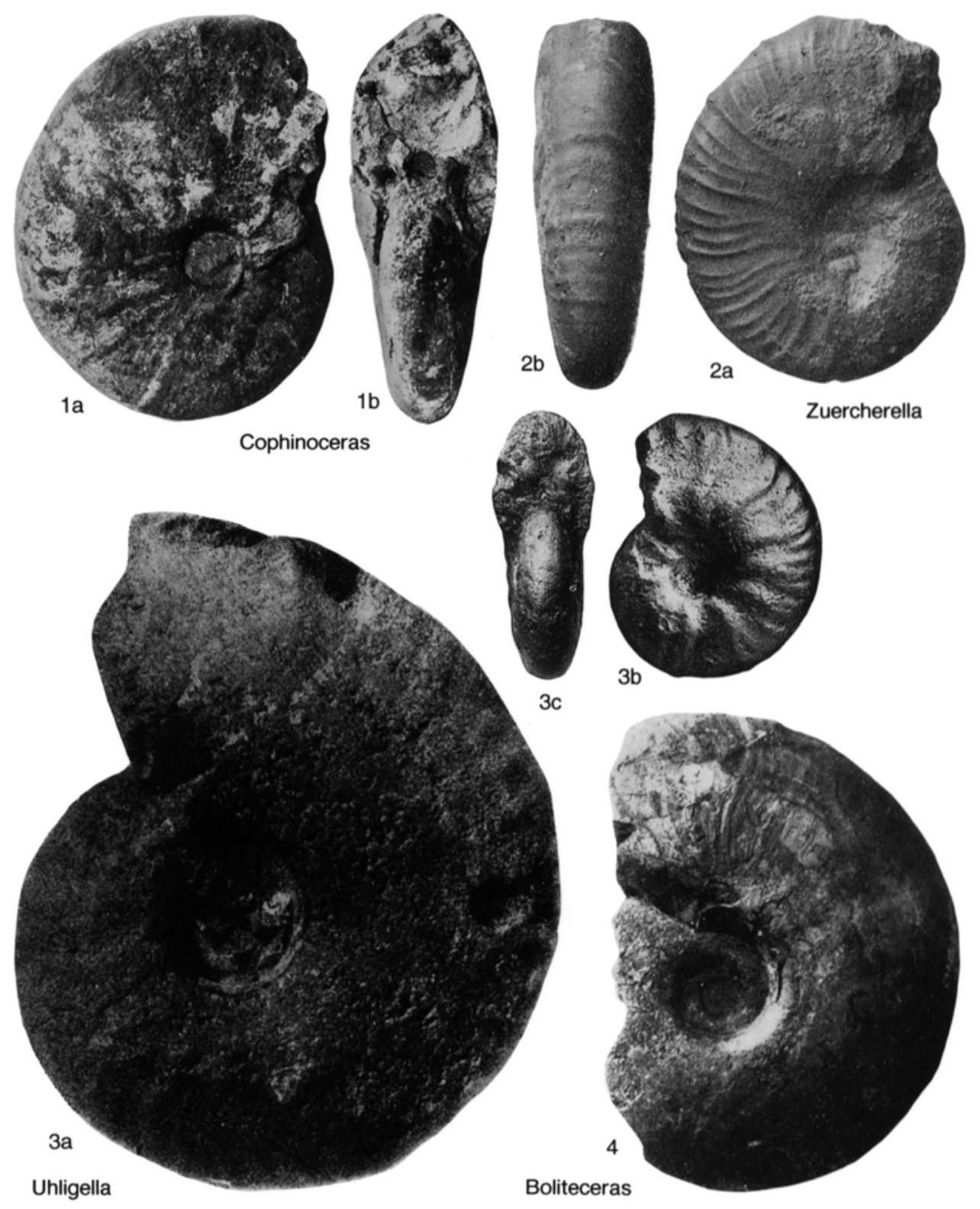 Fossil Image