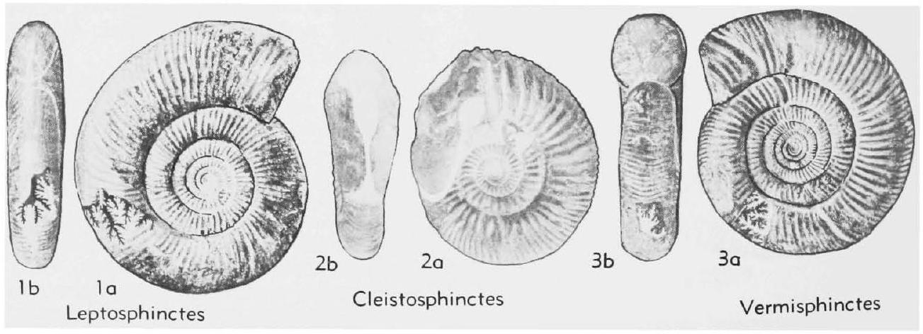 Fossil Image