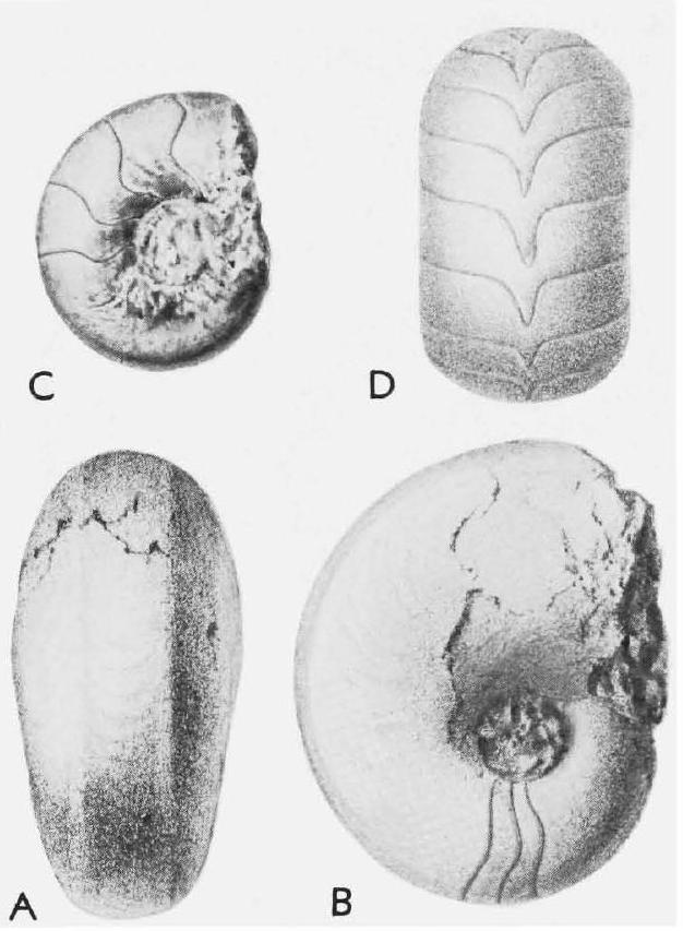 Fossil Image